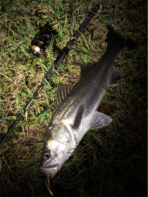 リバーシーバス！