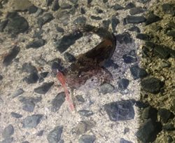 アジングでハゼ！