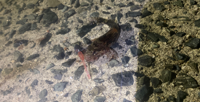 アジングでハゼ！