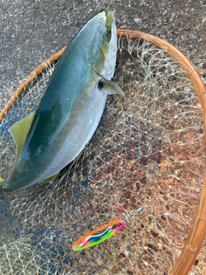 プリっプリのハマチ