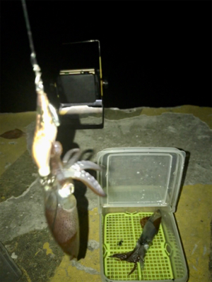 プチ1091モード ヒイカ釣り＼(^o^)…