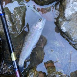 水無瀬　トラウト