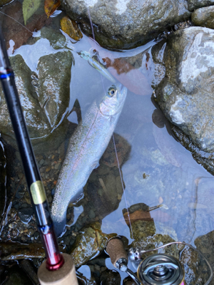 水無瀬　トラウト