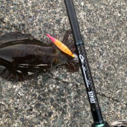 今年のエギング納め