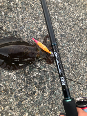 今年のエギング納め