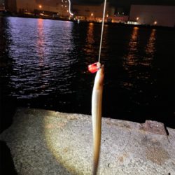 穴子リベンジ！