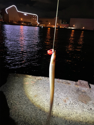 穴子リベンジ！