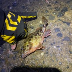 アジングするもアジは釣れず