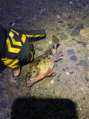 アジングするもアジは釣れず