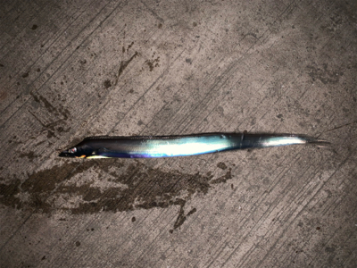 太刀魚リベンジ