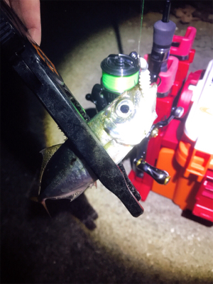 アジング？メバリング？