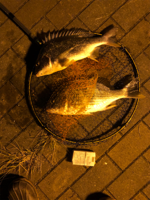 タチウオ居なかったです