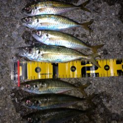 先週より型アップ