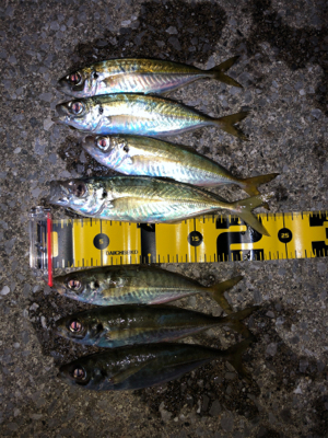 先週より型アップ