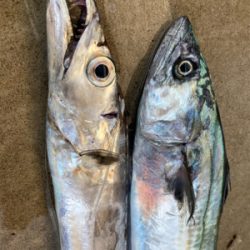 サゴシ&タチウオ釣果！！ただ巻きで釣れる！