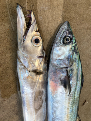 サゴシ&タチウオ釣果！！ただ巻きで釣れる！