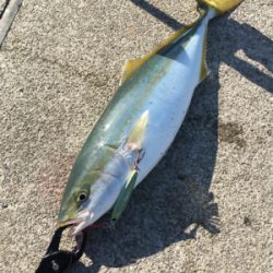 ハマチ48センチ。。。