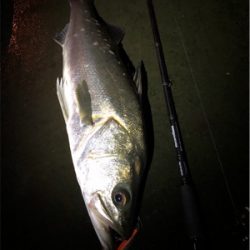 都市型河川シーバス!