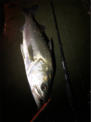 都市型河川シーバス!