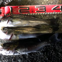 週3回ペースのセイゴ釣り