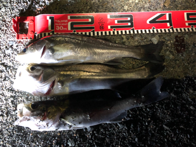 週3回ペースのセイゴ釣り