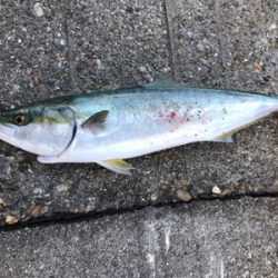 渋いがなんとかメジロ