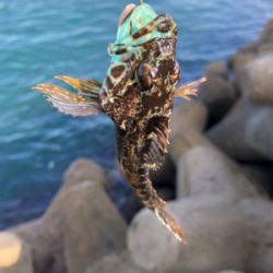 遠征したけど渋い