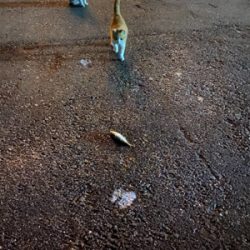 初めてのキャロ