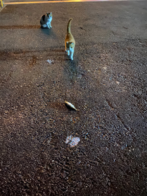 初めてのキャロ