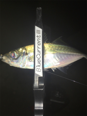 明石にも良型が❗࿠…