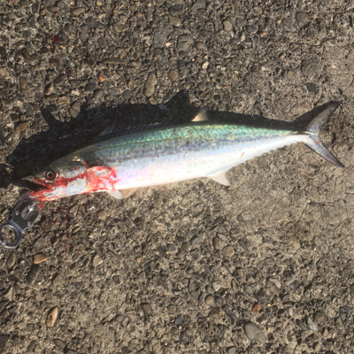 サゴシが釣れたよ〜