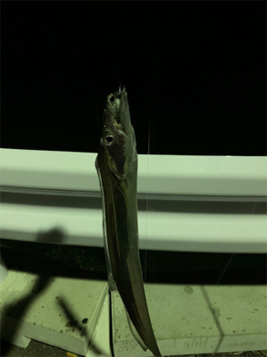 タチウオまだおるんや