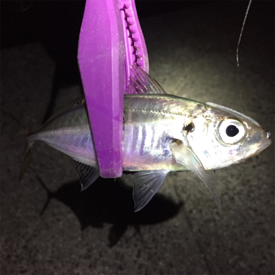 大阪湾奥アジング