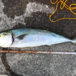 メジロ！ハマチ！2020ライトゲーム第37戦