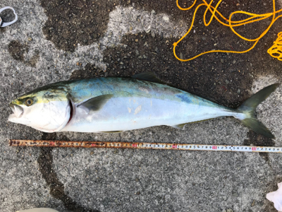 メジロ！ハマチ！2020ライトゲーム第37戦