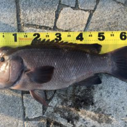 タンコブゲーム