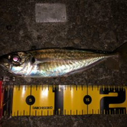 アジング化け物勝負❗️