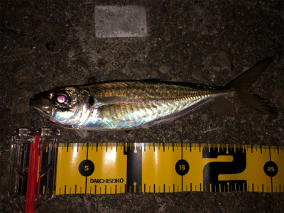 アジング化け物勝負❗…