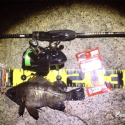 レガーメ牙突鱗付