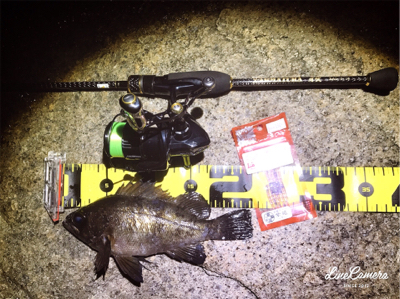 レガーメ牙突鱗付