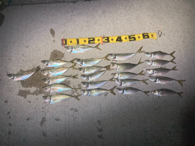 フロートアジング絶好調