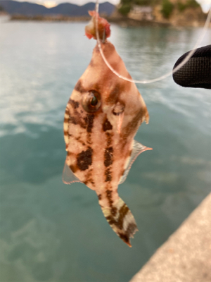 カワハギに狙いを定めて