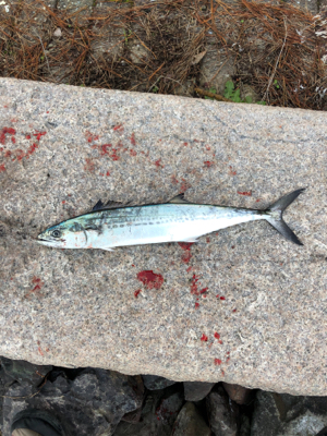 久しぶりのサゴシ