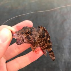 アジを求めて⑳