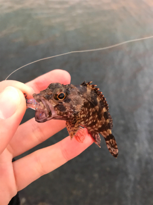 アジを求めて⑳