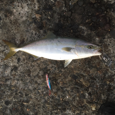 青物ボイル多発！