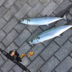 サゴシ57センチ、53センチ。。