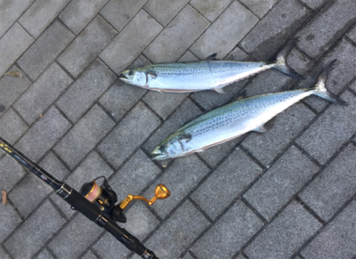 サゴシ57センチ、53センチ。。