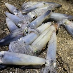 ヒイカ　エギング