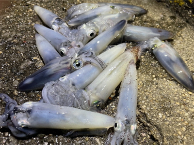 ヒイカ　エギング